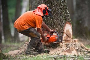 Tree Cutting Service in Houston