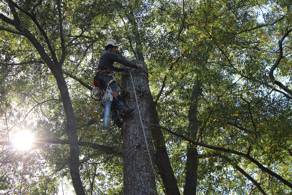 Tree removal in houston