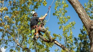 Tree Trimming Service in Houston