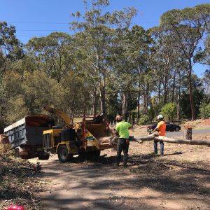 houston tree removal services