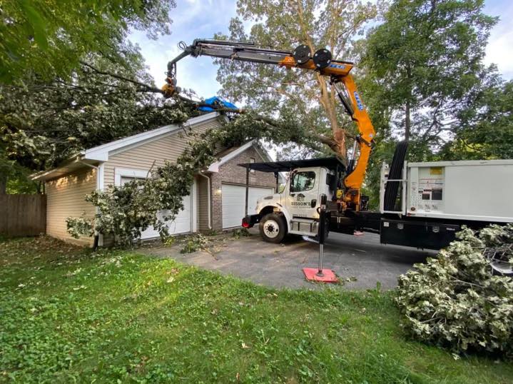 Tree services in Houston