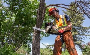 Houston Affordable Tree Service