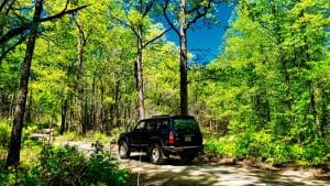 Removal of Tree Sap from Car