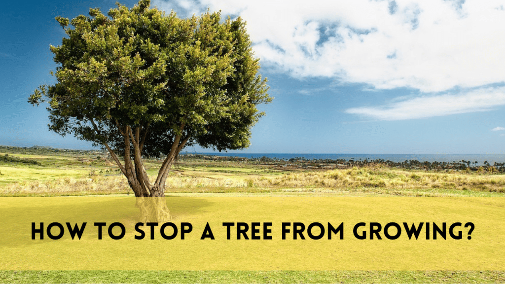 Stop a tree from growing