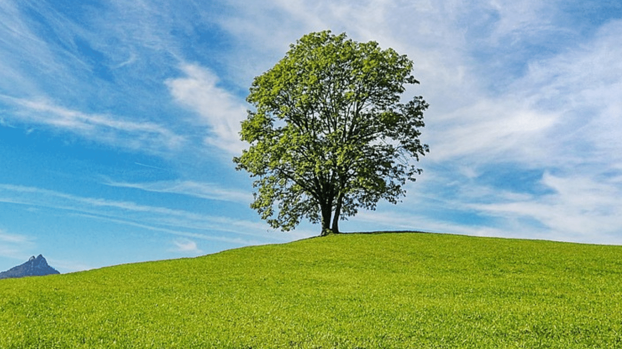 Stop a tree from growing