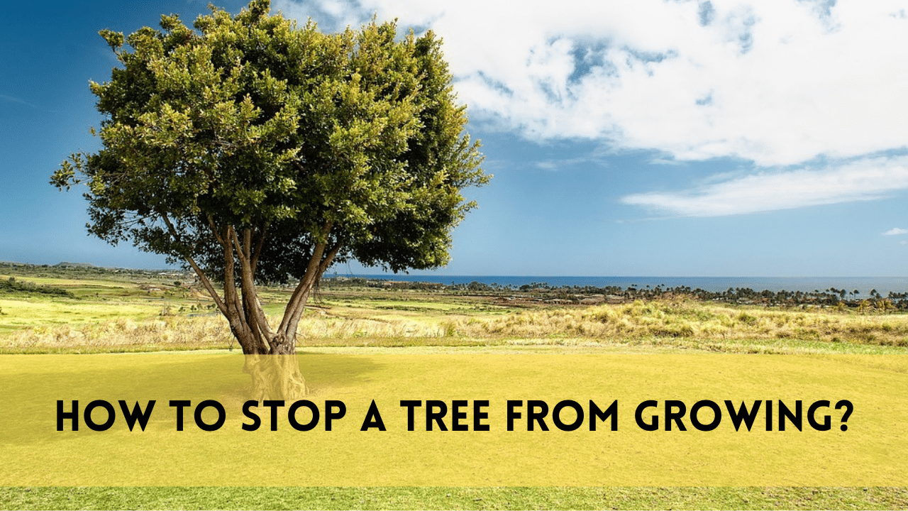 Stop a tree from growing